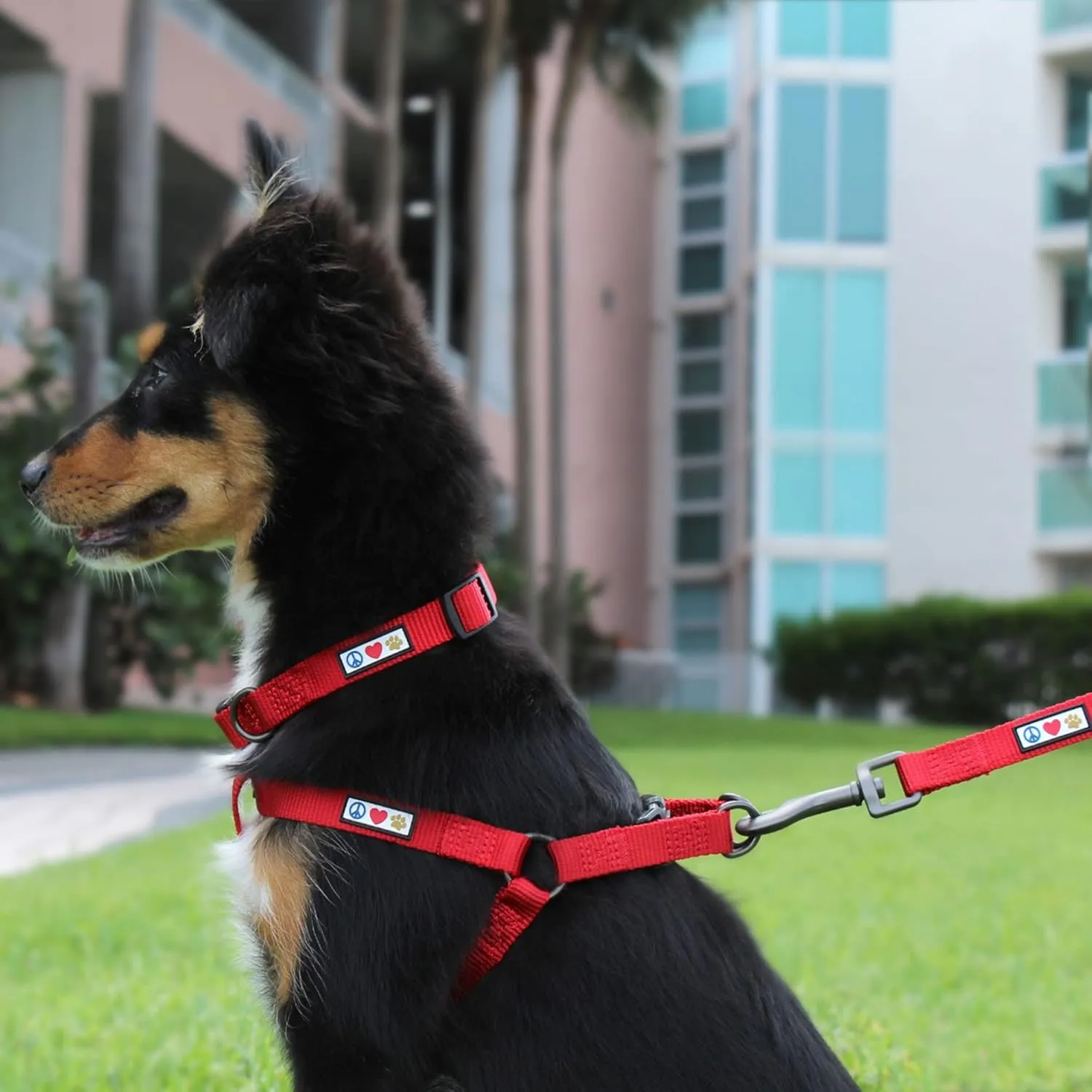 Pawtitas 6 FT Solid Color Leash for Puppy - Comfortable Handle Dog Training Leash - Extra Small/Small Millennial Pink