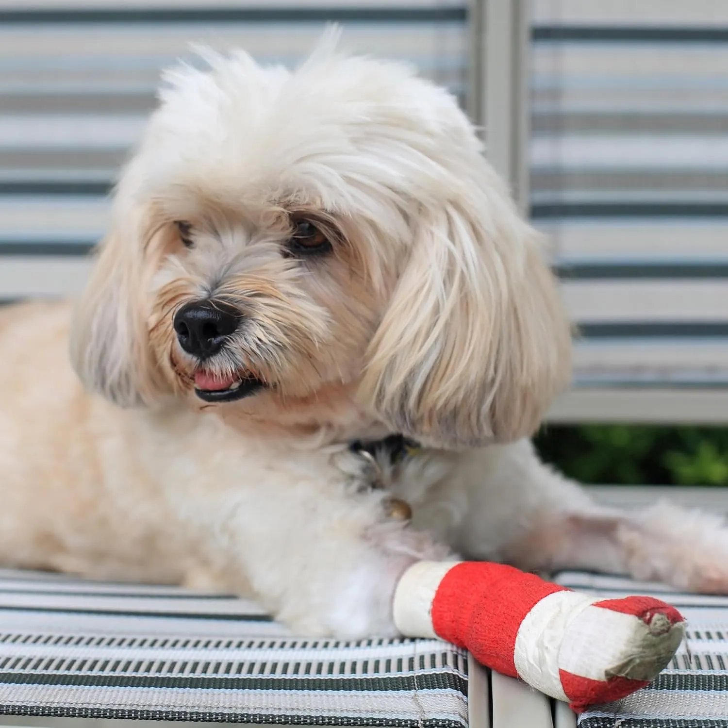 PetFlex Color Pack  Flexible Self-Adhering Elastic Bandage for Wound Care  First Aid Wrap for Small Animals Like Dogs, Cats, and Other Pets - 2 inch, 6 Rolls