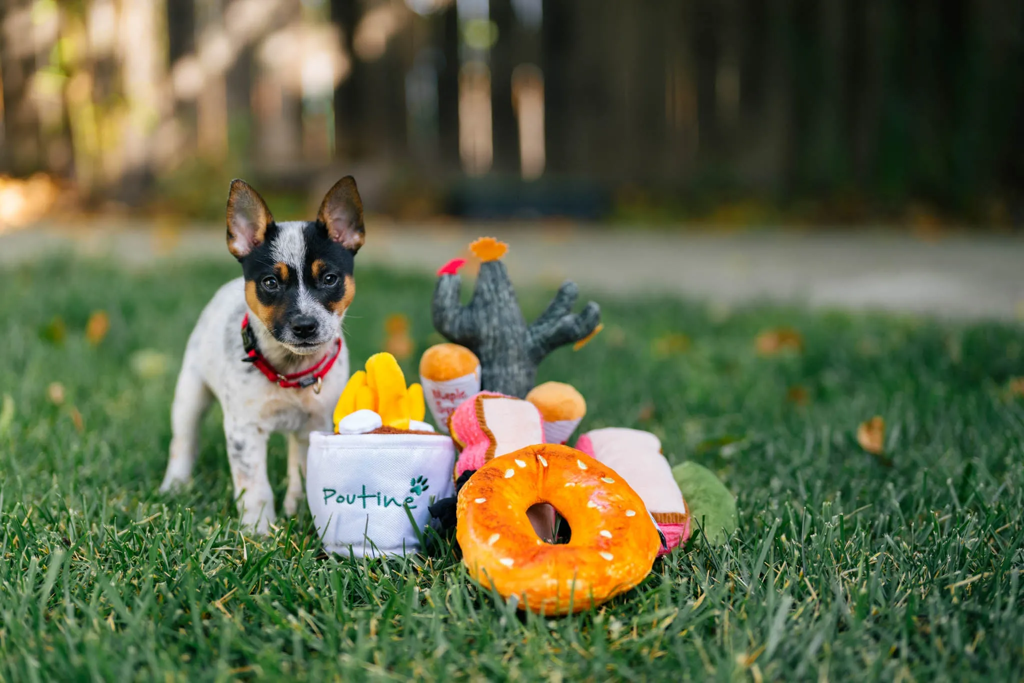 P.L.A.Y. Montreal Munchies Squeaky Plush Dog toys, Montreal Bagel