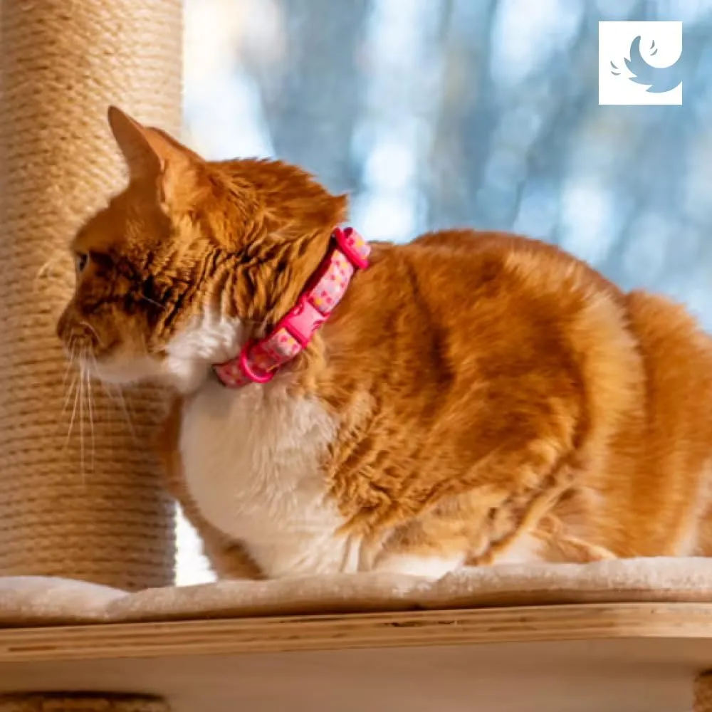 RC Pets Kitty ,